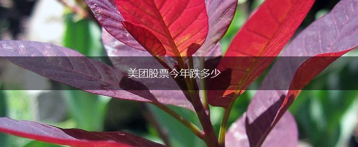 美团股票今年跌多少,第1张