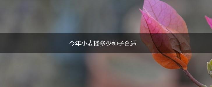 今年小麦播多少种子合适,第1张