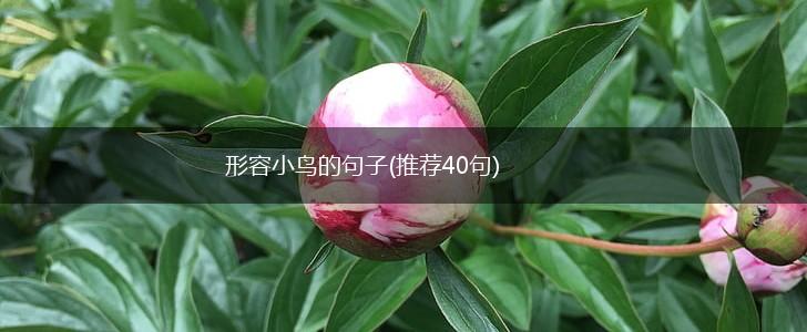 形容小鸟的句子(推荐40句),第1张