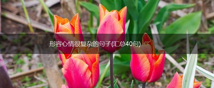 形容心情很复杂的句子(汇总40句),第1张