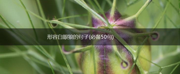 形容白眼狼的句子(必备50句),第1张