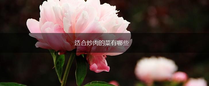 适合炒肉的菜有哪些,第1张