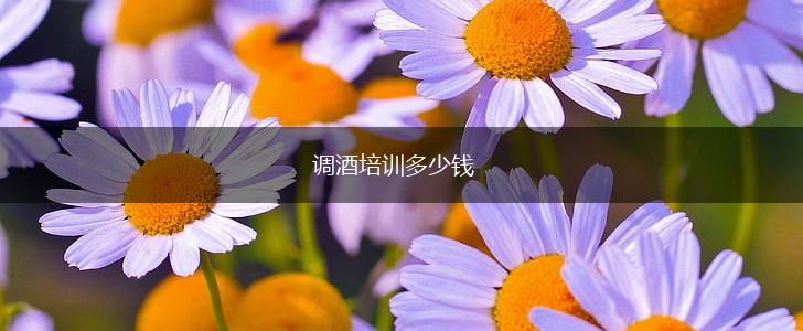 调酒培训多少钱,第1张