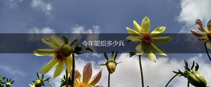 今年能招多少兵,第1张