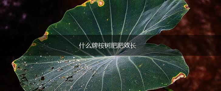 什么牌桉树肥肥效长,第1张