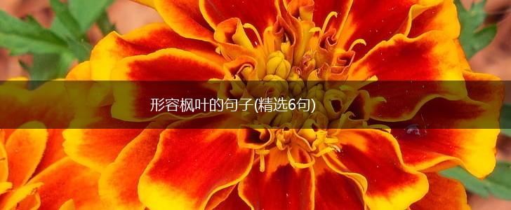 形容枫叶的句子(精选6句),第1张