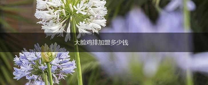 大脸鸡排加盟多少钱,第1张