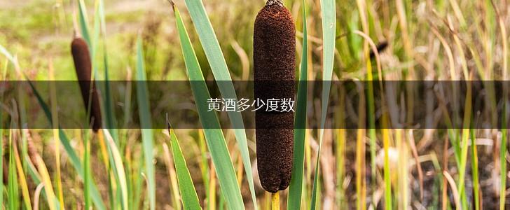 黄酒多少度数,第1张