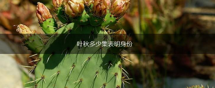 叶秋多少集表明身份,第1张