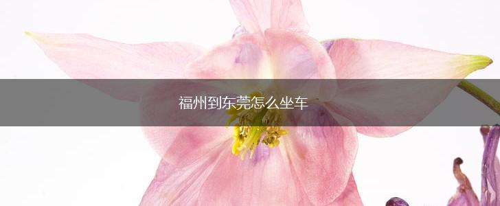 福州到东莞怎么坐车,第1张