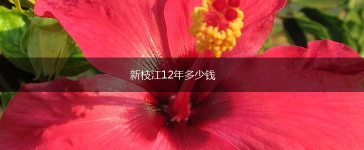 新枝江12年多少钱,第1张