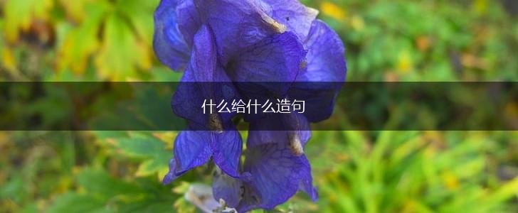 什么给什么造句,第1张
