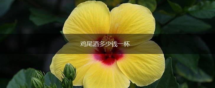 鸡尾酒多少钱一杯,第1张