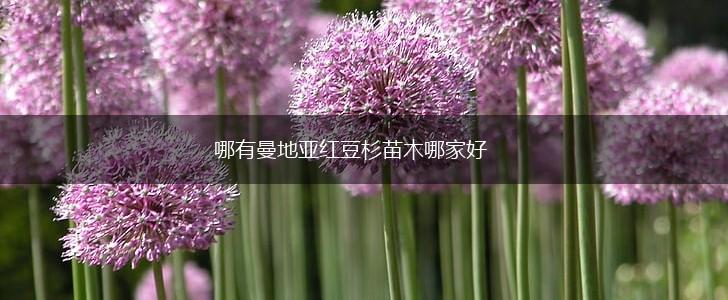 哪有曼地亚红豆杉苗木哪家好,第1张