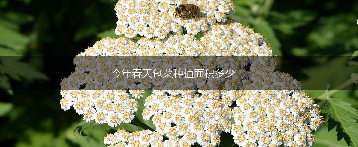 今年春天包菜种植面积多少,第1张
