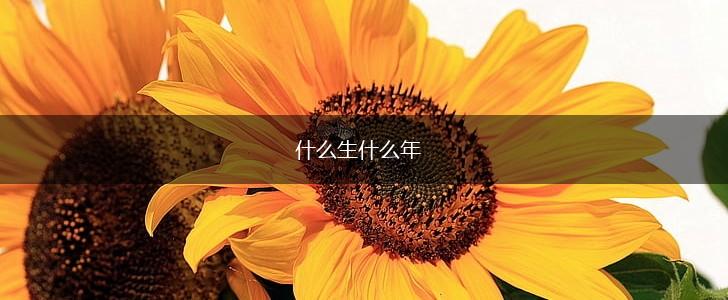 什么生什么年,第1张
