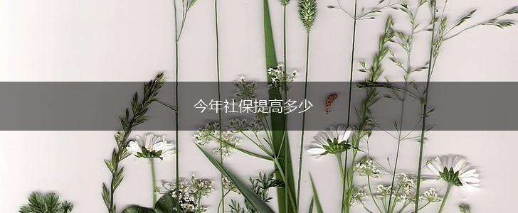 今年社保提高多少,第1张