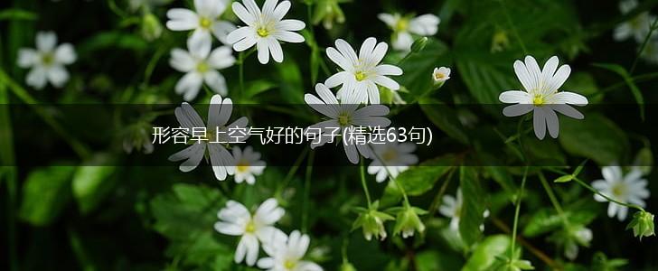 形容早上空气好的句子(精选63句),第1张