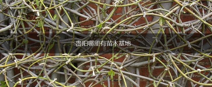 贵阳哪里有苗木基地,第1张