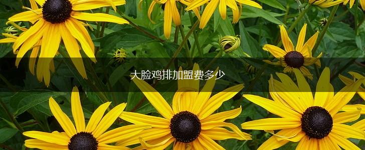 大脸鸡排加盟费多少,第1张