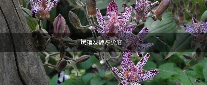 烤箱发酵多少度,第1张