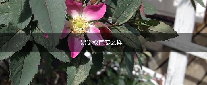 易学教育怎么样,第1张