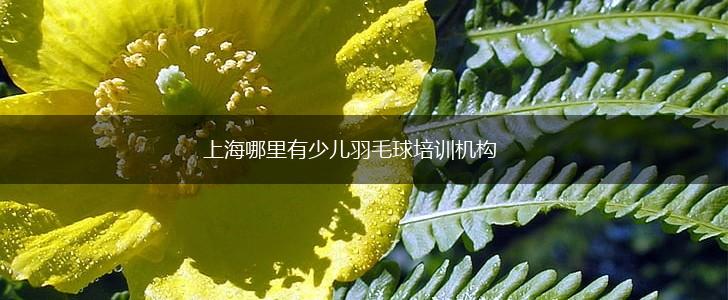 上海哪里有少儿羽毛球培训机构,第1张