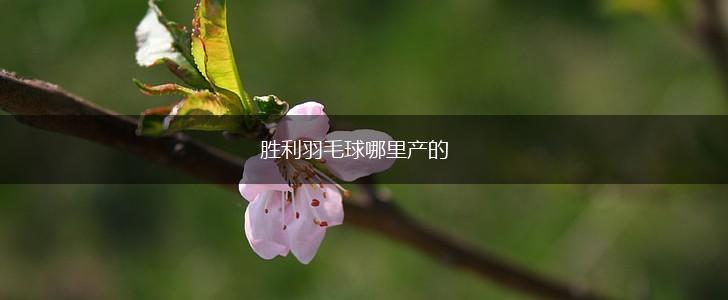 胜利羽毛球哪里产的,第1张