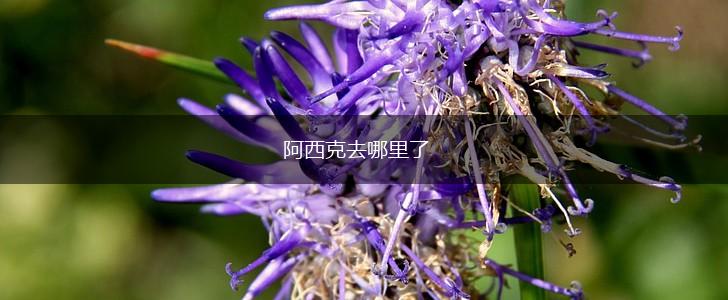 阿西克去哪里了,第1张