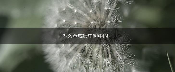 怎么查成绩单初中的,第1张