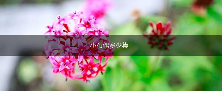 小布偶多少集,第1张