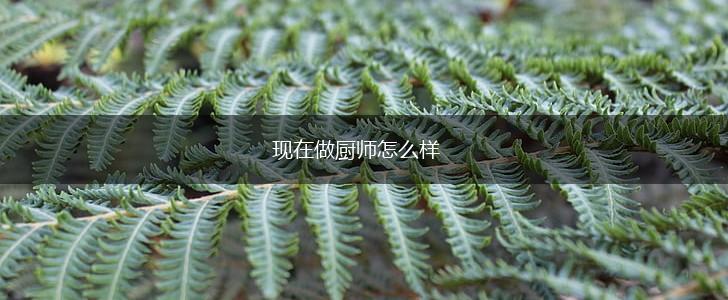 现在做厨师怎么样,第1张