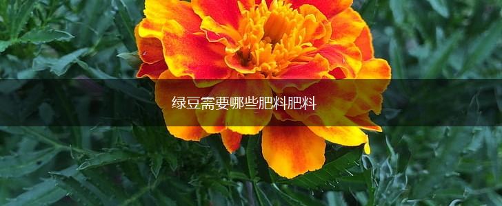 绿豆需要哪些肥料肥料,第1张