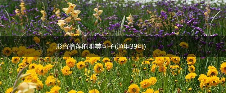 形容榴莲的唯美句子(通用39句),第1张