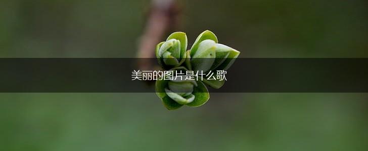 美丽的图片是什么歌,第1张
