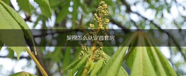 契税怎么认定首套房,第1张