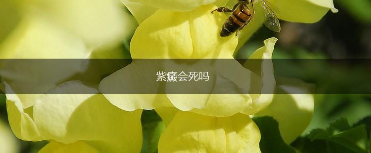 紫癜会死吗,第1张