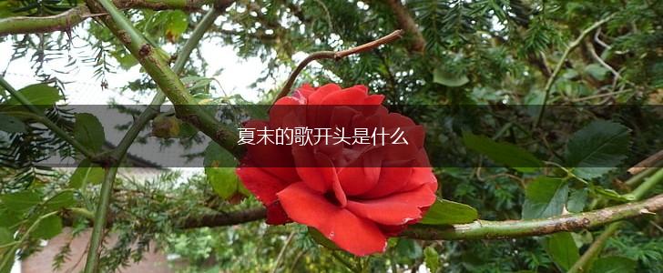夏末的歌开头是什么,第1张