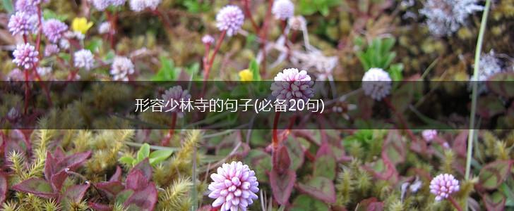形容少林寺的句子(必备20句),第1张