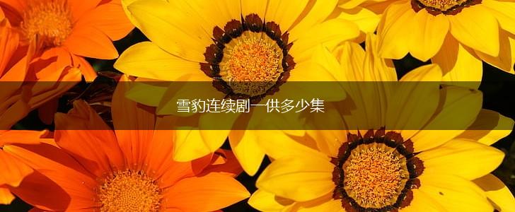 雪豹连续剧一供多少集,第1张