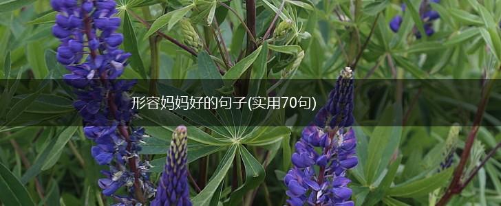形容妈妈好的句子(实用70句),第1张