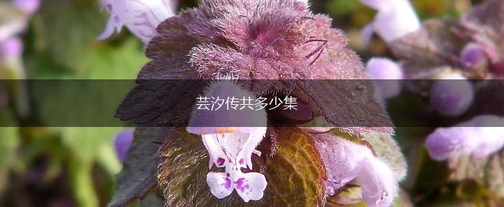 芸汐传共多少集,第1张