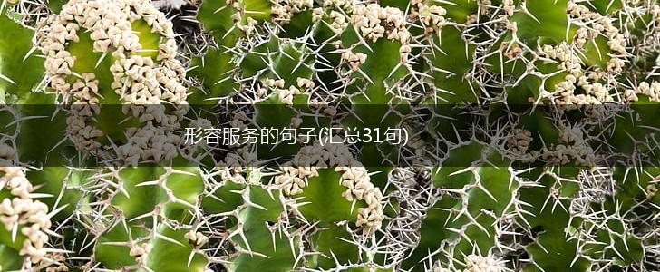 形容服务的句子(汇总31句),第1张