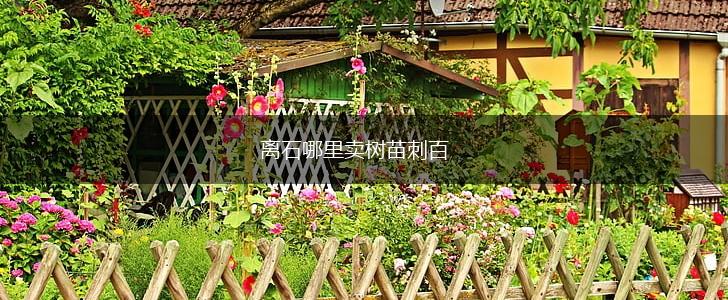 离石哪里卖树苗刺百,第1张