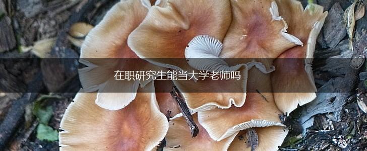 在职研究生能当大学老师吗,第1张