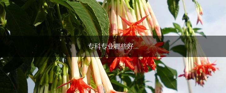 专科专业哪些好,第1张