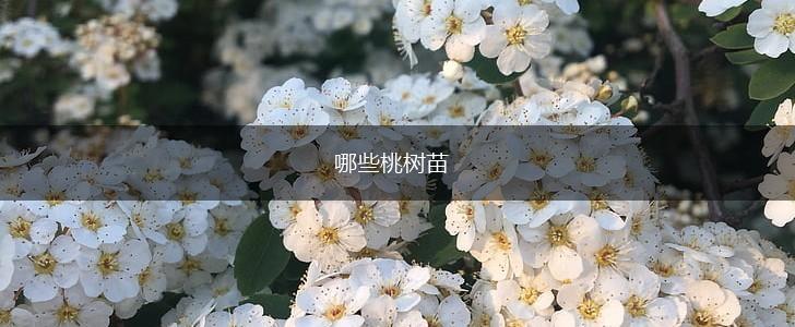 哪些桃树苗,第1张