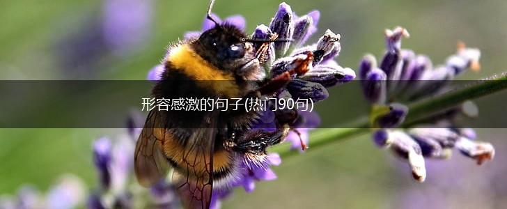 形容感激的句子(热门90句),第1张