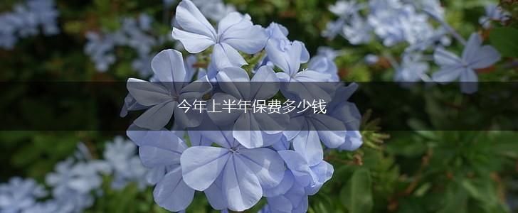 今年上半年保费多少钱,第1张