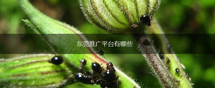 东莞推广平台有哪些,第1张